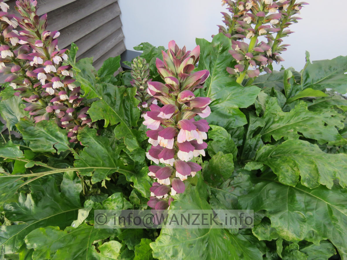 Acanthus hungaricus 003.JPG
